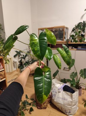 Philodendron burle marx