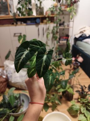 Syngonium wendlandii