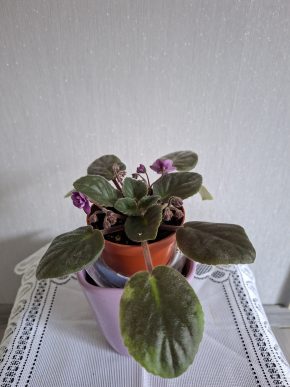 Fialka