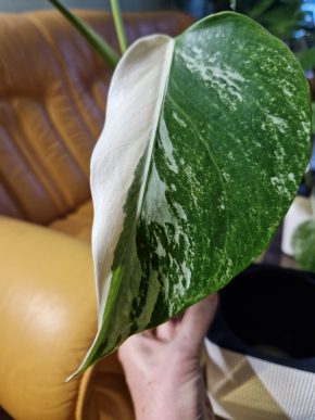 Monstera deliciosa Albo Variegata