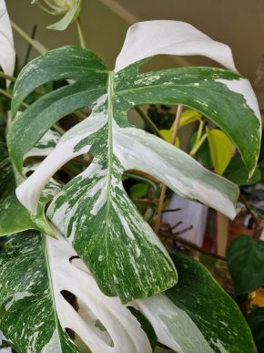 Monstera deliciosa Albo Variegata - již kořenící řízek