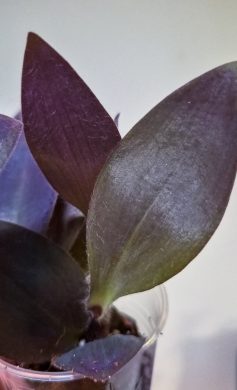 Tradescantia pallida