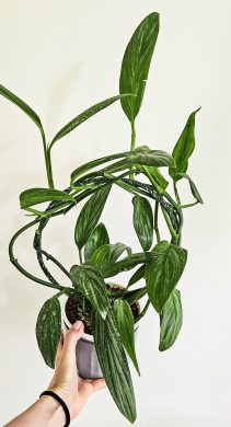 Epipremnum silver strip