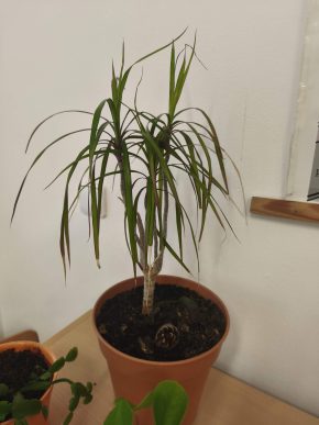 Dracéna marginata