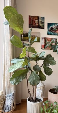 Ficus lyrata