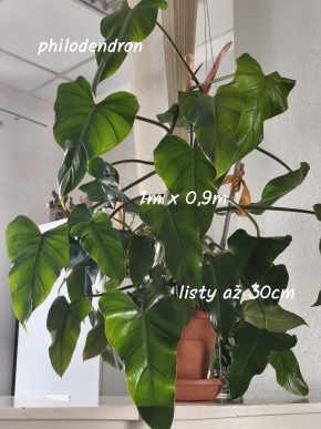 Philodendron erubescens