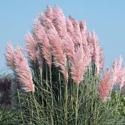 Cortaderia-selloana-Pink-Feather.jpg