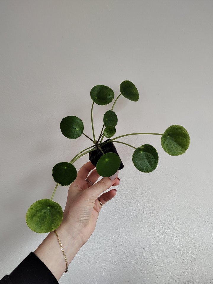 Pilea Peperomioides Mojito Aukce Rostlin