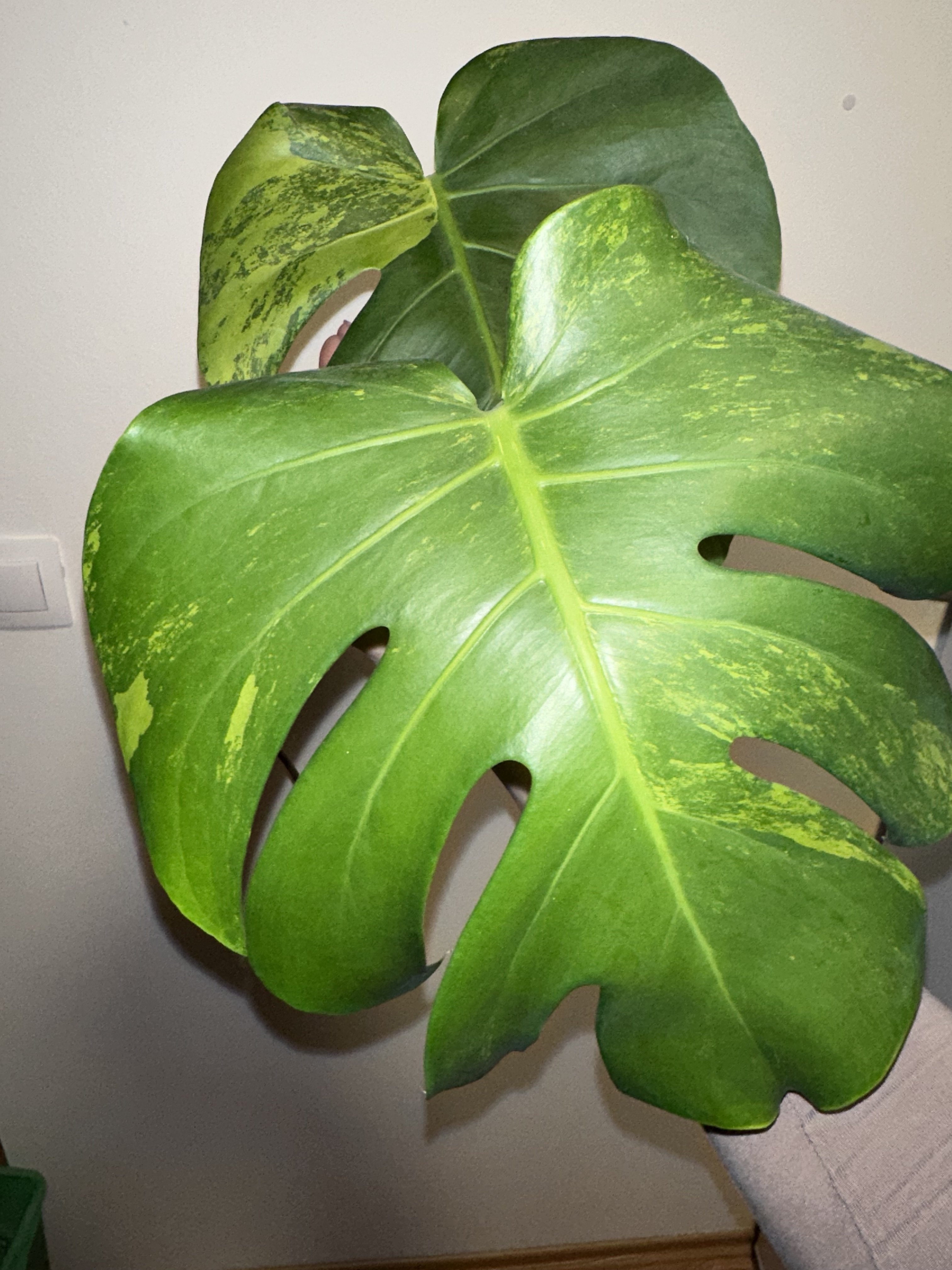 超希少】Monstera deliciosa'v'Green on Green-