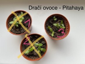 Dračí ovoce (pitahaya)