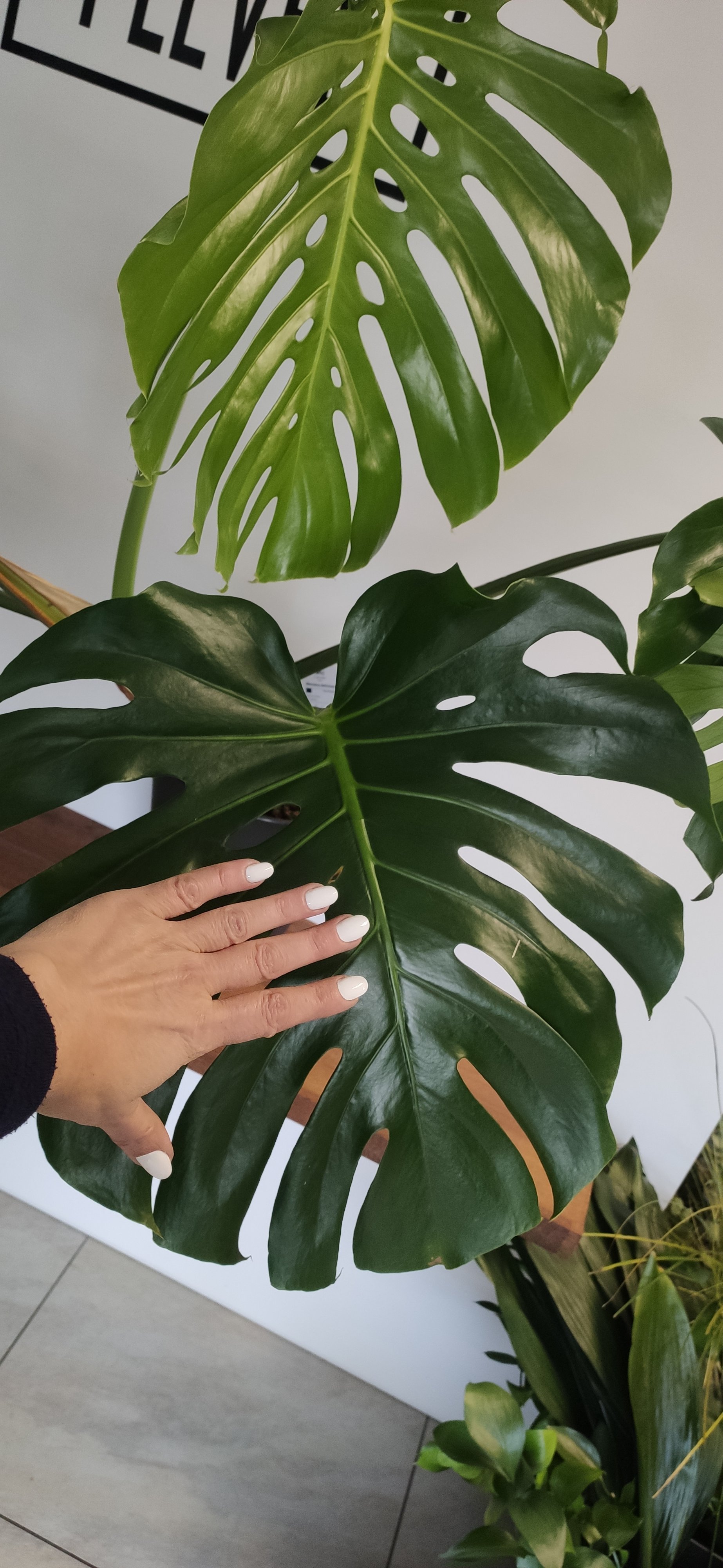 Monstera Deliciosa Aukce Rostlin 