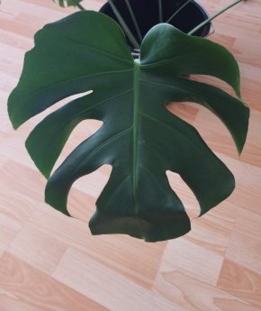 Monstera deliciosa