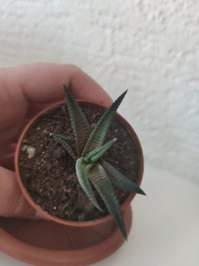 Hawortia limifolia twister