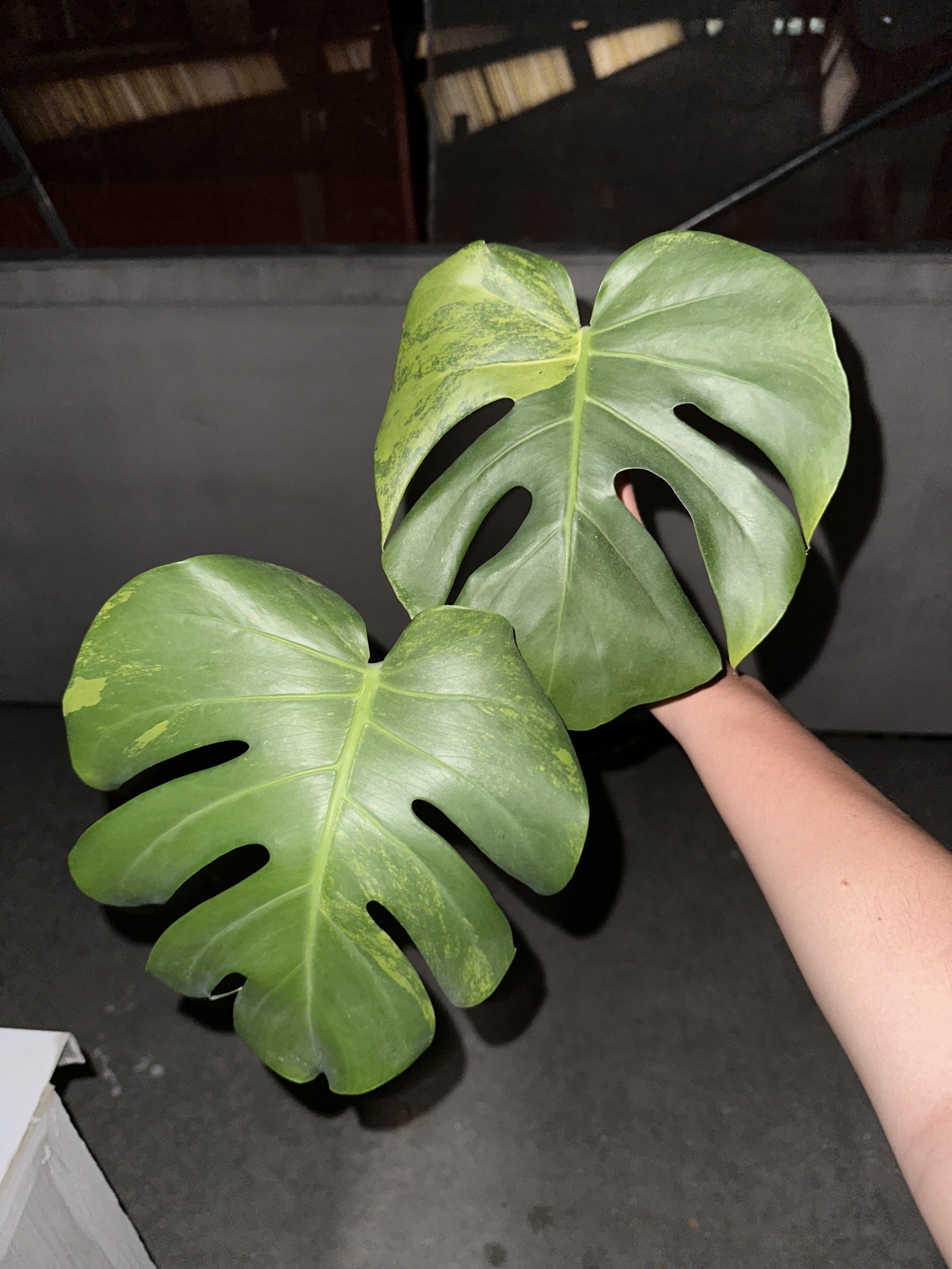 超希少】Monstera deliciosa'v'Green on Green-