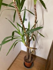 pokojova-rostlina-yucca-elephantipes-162660191.jpg