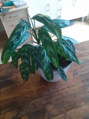 Aglaonema Maria