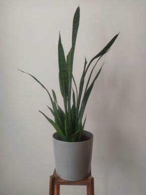 Sansevieria zeylanica