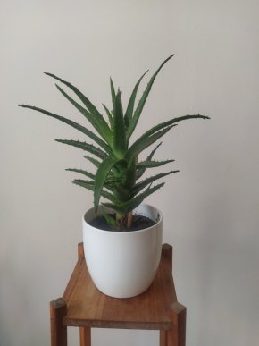 Aloe Humilis