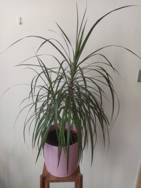 Dracaena marginata