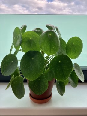 Pilea peperomioides + terakotový květináč