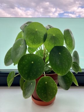 Pilea peperomioides + terakotový květináč