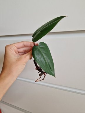 2x Philodendron Red Emerald