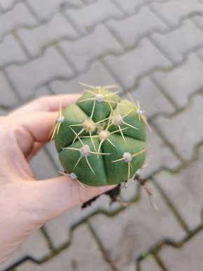 Gymnocalycium horstii