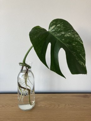 Monstera albo variegata