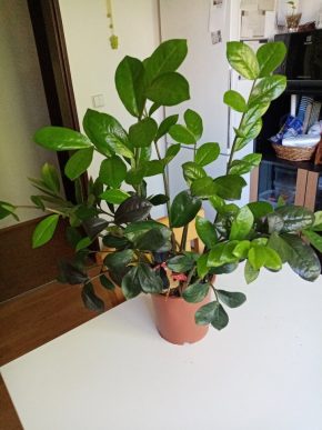 Zamioculcas