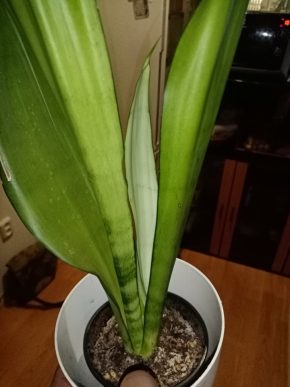 Sansevieria trifasciata silver