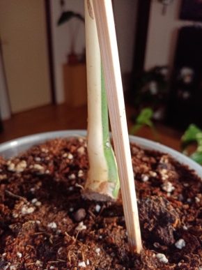 Monstera deliciosa albo halfmoon