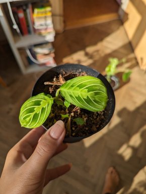 Maranta lemon lime