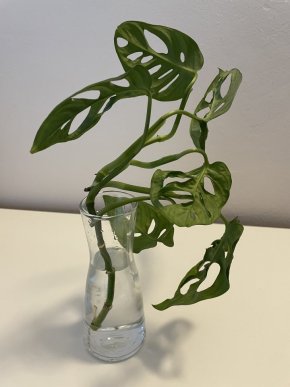 Monstera Monkey Mask - řízek