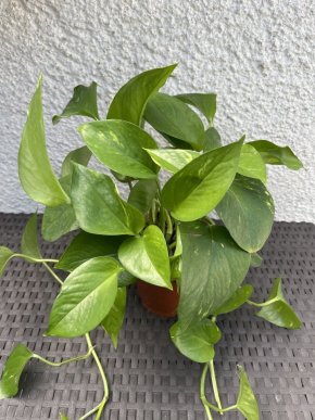 Epipremnum aureum