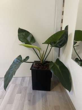 Philodendron imperial green