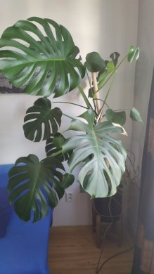 Monstera Deliciosa