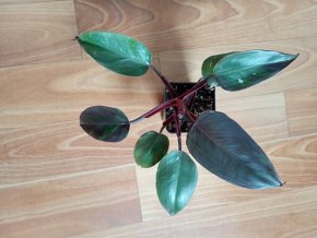 Philodendron Red Anderson Variegata