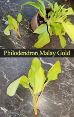Philodendron Malay Gold.jpg