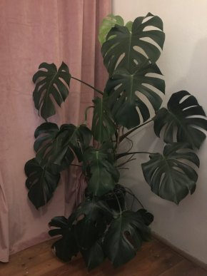 Monstera střední