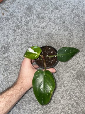 Philodendron white Princess