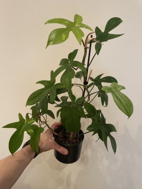 Philodendron Florida ghost