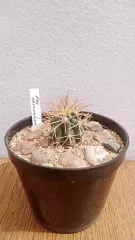 Ferocactus chrysacanthus.webp