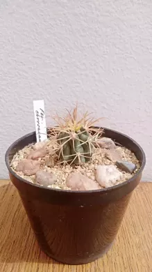 Ferocactus chrysacanthus