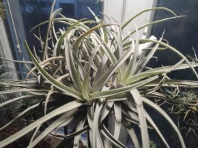 Tillandsia harrisii