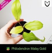 Philodendron Malay Gold1.jpg
