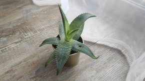 Aloe vera