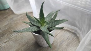 Aloe Vera II.