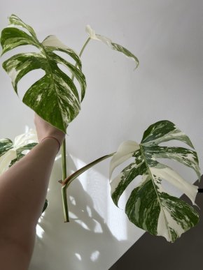 Monstera albo