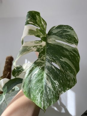 Monstera albo