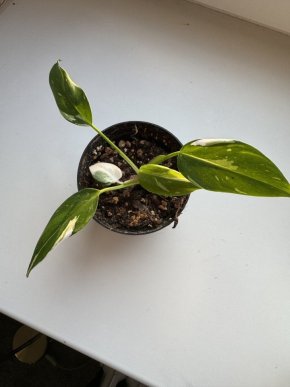 PHILODENDRON WHITE PRINCESS